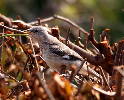 [The mockingbird is perched on the branches of the shaved top of a leafless bush.  The bird's open beak is orange and its belly is white speckled with brown spots. It faces the left and the wing on this side soes not look to be long enough for flight. It is mostly brown with some white tips.]